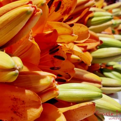 Miracle Ikebana Workshop Amusnet 01 B