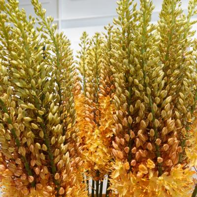 Miracle Ikebana Workshop Amusnet 01 F